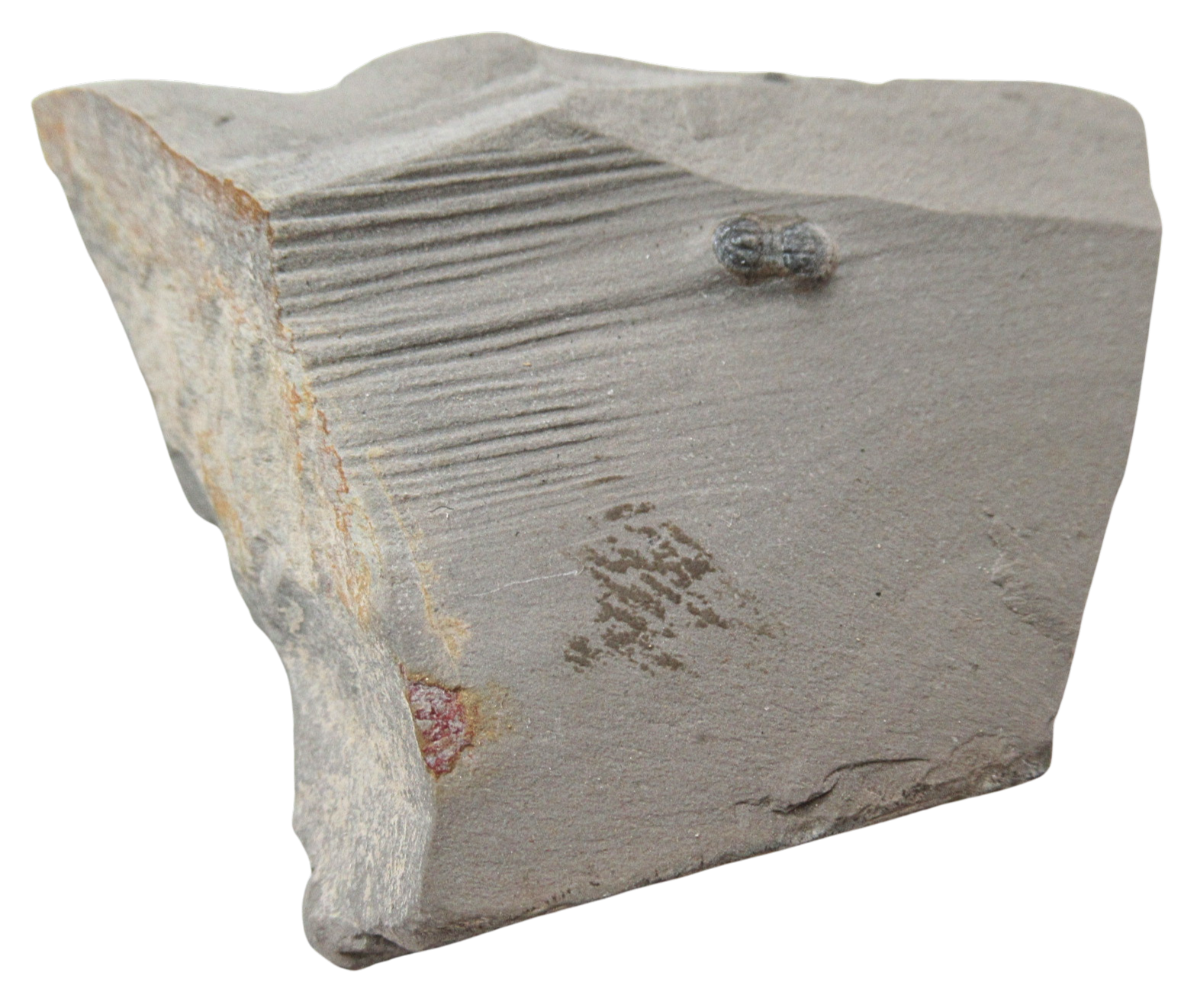 Peronopsis interstrictus Trilobite For Sale Genuine Fossils 27 | Fossils for Sale Peronopsis interstrictus Trilobite For Sale Genuine Fossils 27