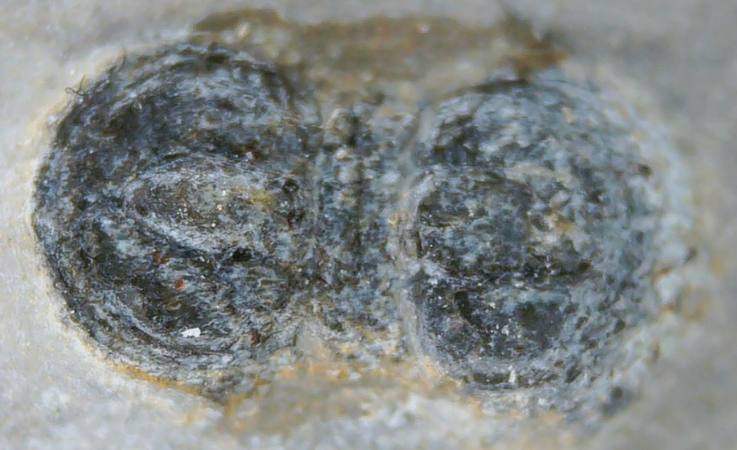 Peronopsis interstrictus Trilobite For Sale Genuine Fossils 27a | Fossils for Sale Peronopsis interstrictus Trilobite For Sale Genuine Fossils 27a