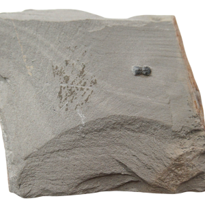 Peronopsis interstrictus Trilobite For Sale Genuine Fossils 28