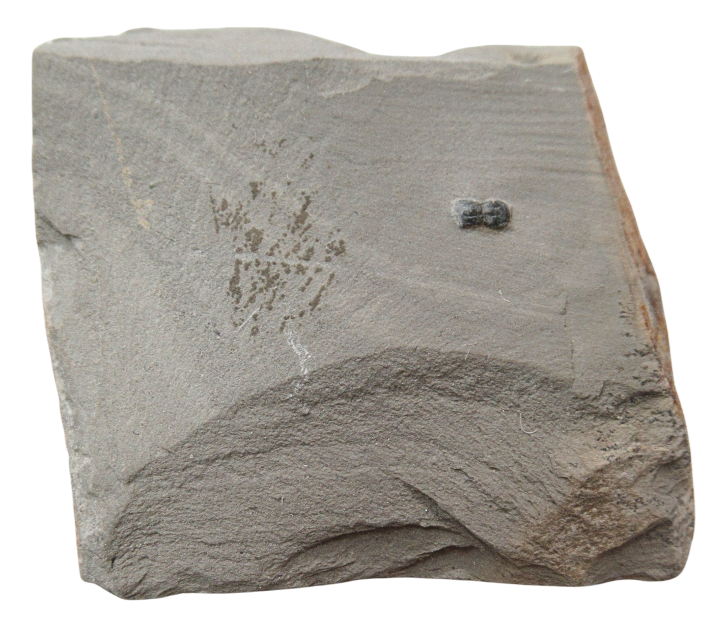 Peronopsis interstrictus Trilobite For Sale Genuine Fossils 28 | Fossils for Sale Peronopsis interstrictus Trilobite For Sale Genuine Fossils 28