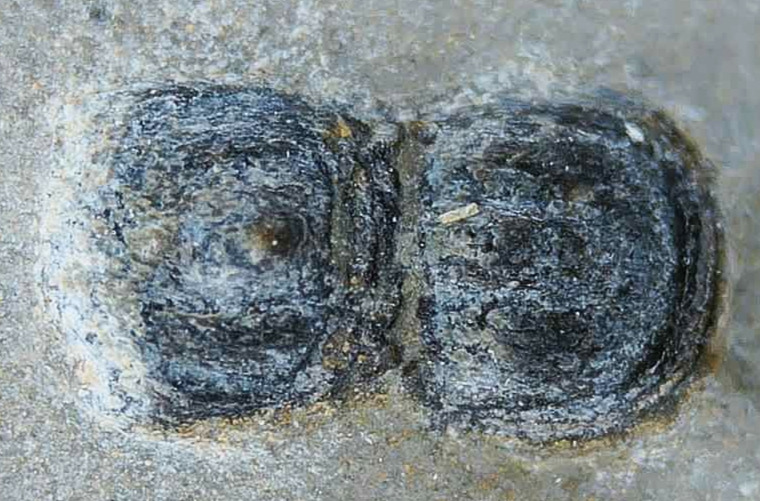 Peronopsis interstrictus Trilobite For Sale Genuine Fossils 28a | Fossils for Sale Peronopsis interstrictus Trilobite For Sale Genuine Fossils 28a