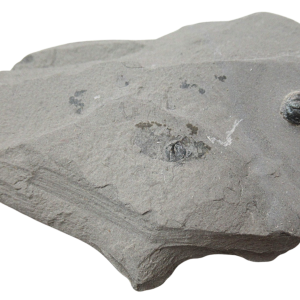 Peronopsis interstrictus Trilobite For Sale Genuine Fossils 29