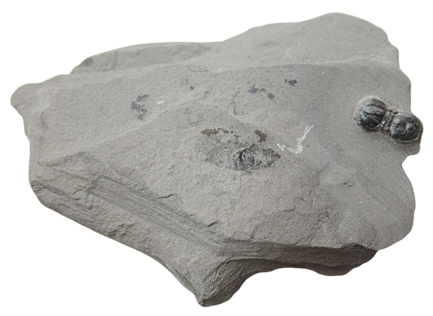 Peronopsis interstrictus Trilobite For Sale Genuine Fossils 29 | Fossils for Sale Peronopsis interstrictus Trilobite For Sale Genuine Fossils 29