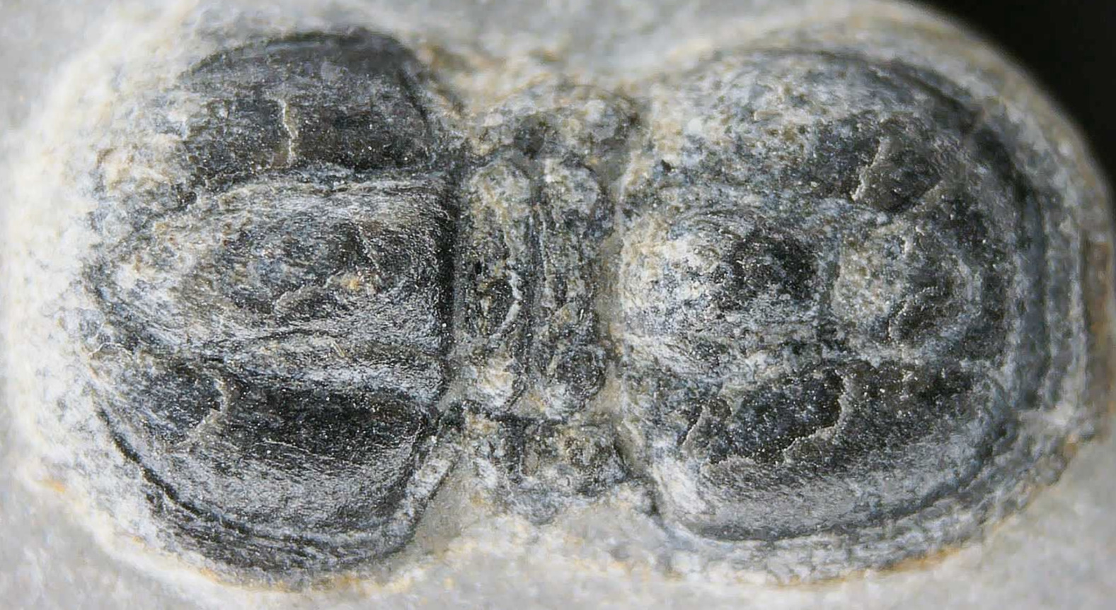 Peronopsis interstrictus Trilobite For Sale Genuine Fossils 29a | Fossils for Sale Peronopsis interstrictus Trilobite For Sale Genuine Fossils 29a
