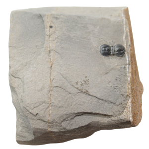Peronopsis interstrictus Trilobite For Sale Genuine Fossils 30