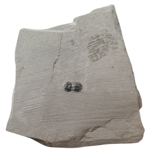 Peronopsis interstrictus Trilobite For Sale Genuine Fossils 31