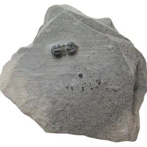 Peronopsis interstrictus Trilobite For Sale Genuine Fossils 32