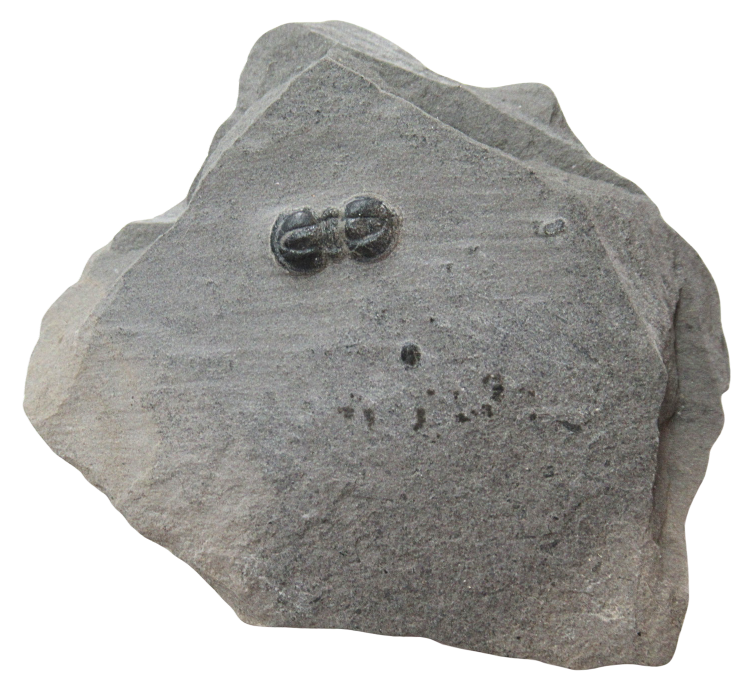 Peronopsis interstrictus Trilobite For Sale Genuine Fossils 32 | Fossils for Sale Peronopsis interstrictus Trilobite For Sale Genuine Fossils 32