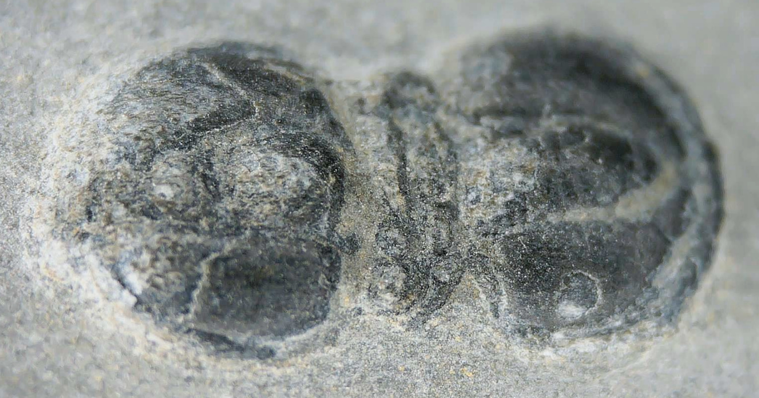 Peronopsis interstrictus Trilobite For Sale Genuine Fossils 32a | Fossils for Sale Peronopsis interstrictus Trilobite For Sale Genuine Fossils 32a