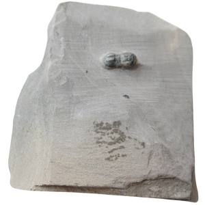 Peronopsis interstrictus Trilobite For Sale Genuine Fossils 33