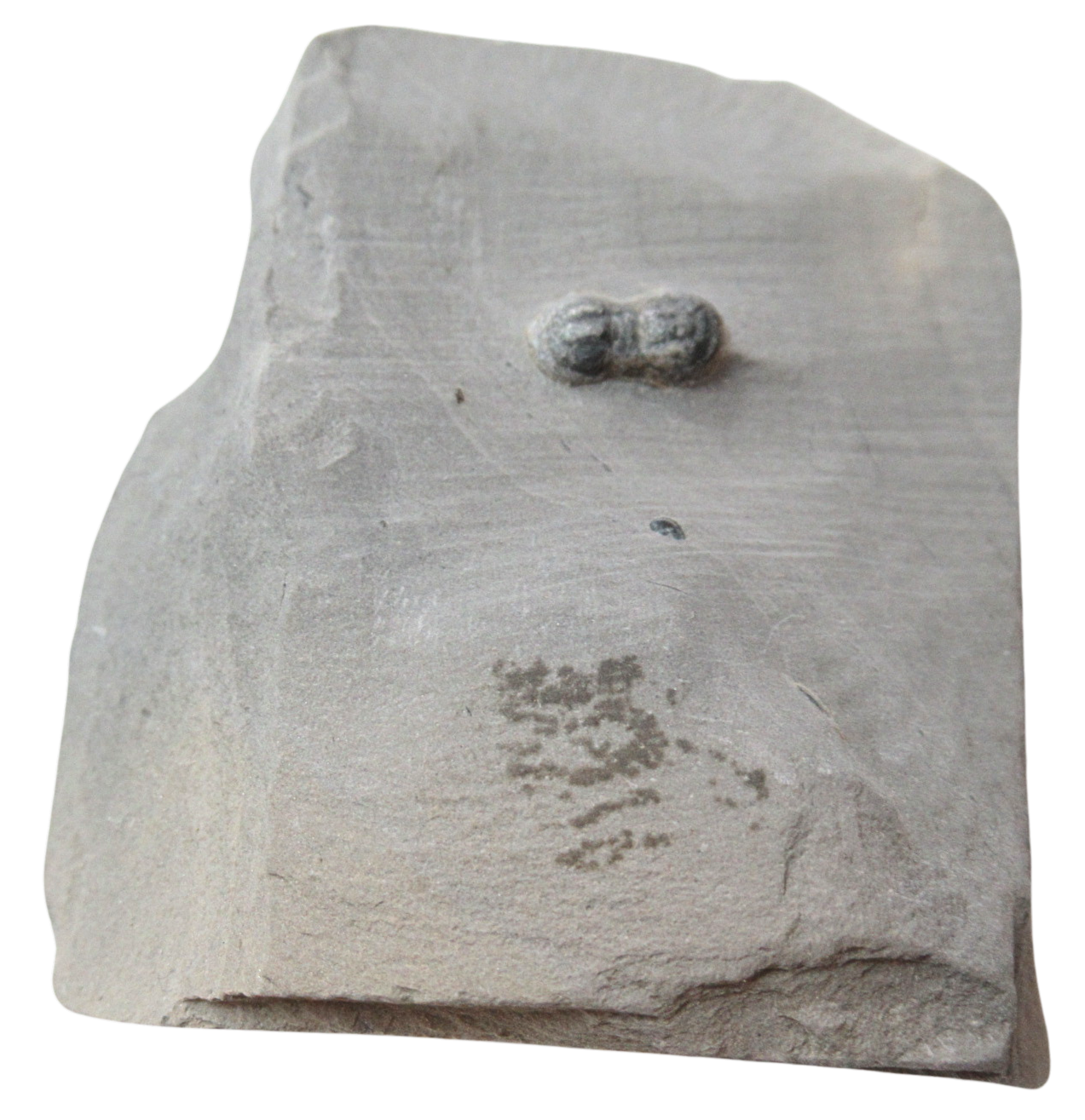Peronopsis interstrictus Trilobite For Sale Genuine Fossils 33 | Fossils for Sale Peronopsis interstrictus Trilobite For Sale Genuine Fossils 33