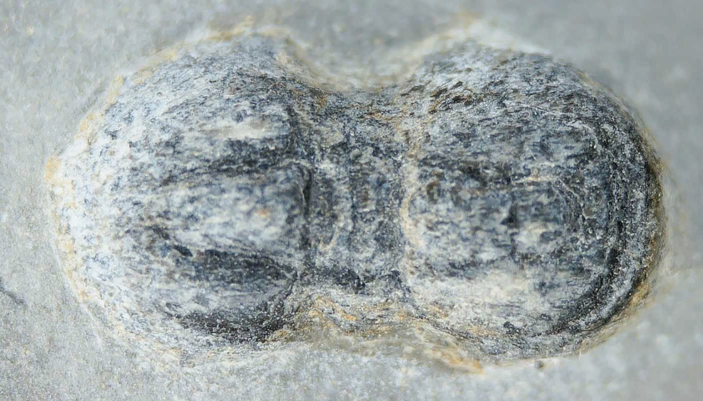 Peronopsis interstrictus Trilobite For Sale Genuine Fossils 33a | Fossils for Sale Peronopsis interstrictus Trilobite For Sale Genuine Fossils 33a
