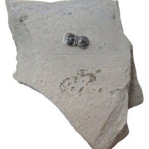 Peronopsis interstrictus Trilobite For Sale Genuine Fossils 34