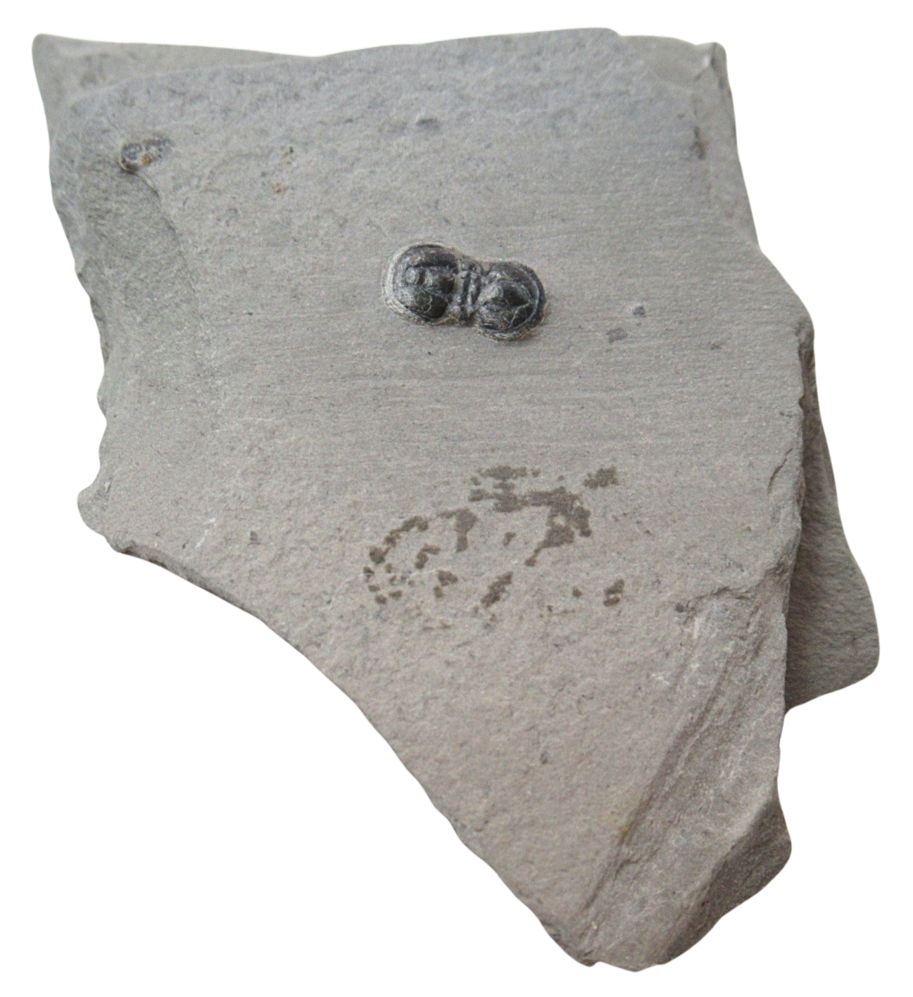 Peronopsis interstrictus Trilobite For Sale Genuine Fossils 34 | Fossils for Sale Peronopsis interstrictus Trilobite For Sale Genuine Fossils 34