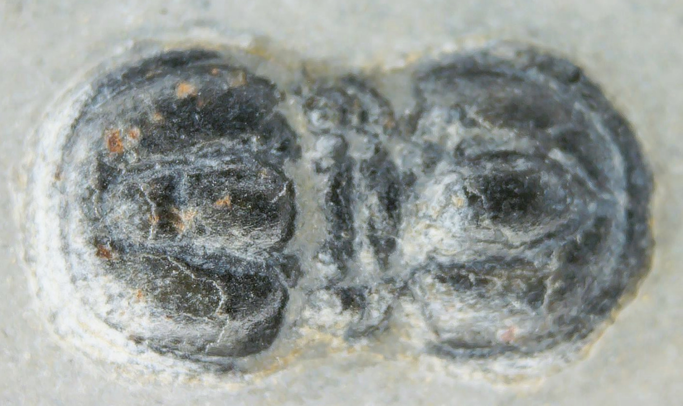 Peronopsis interstrictus Trilobite For Sale Genuine Fossils 34a | Fossils for Sale Peronopsis interstrictus Trilobite For Sale Genuine Fossils 34a