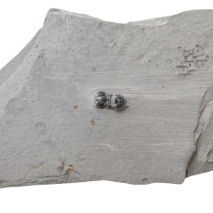 Peronopsis interstrictus Trilobite For Sale Genuine Fossils 35
