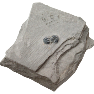 Peronopsis interstrictus Trilobite For Sale Genuine Fossils 36