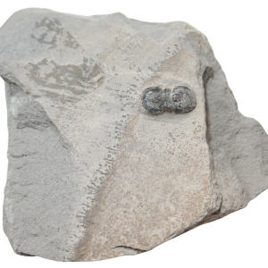 Peronopsis interstrictus Trilobite For Sale Genuine Fossils 37