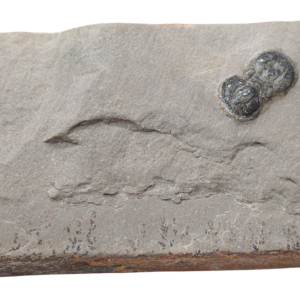 Peronopsis interstrictus Trilobite For Sale Genuine Fossils 38