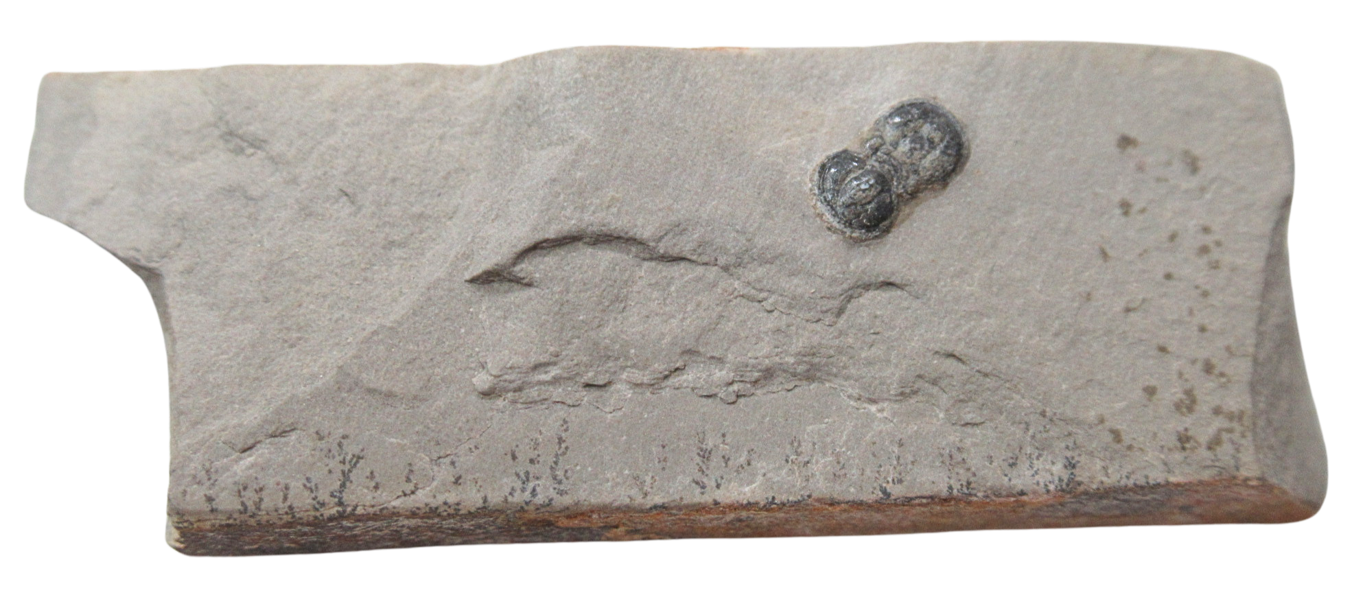 Peronopsis interstrictus Trilobite For Sale Genuine Fossils 38 | Fossils for Sale Peronopsis interstrictus Trilobite For Sale Genuine Fossils 38