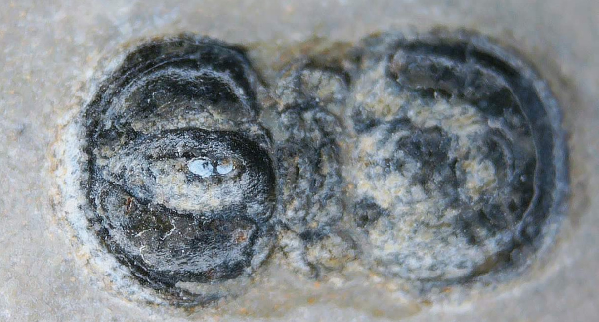 Peronopsis interstrictus Trilobite For Sale Genuine Fossils 38a | Fossils for Sale Peronopsis interstrictus Trilobite For Sale Genuine Fossils 38a