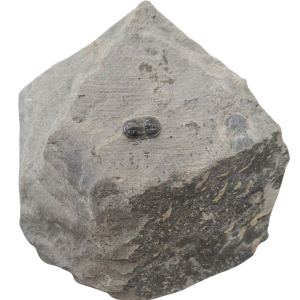 Peronopsis interstrictus Trilobite For Sale Genuine Fossils 39
