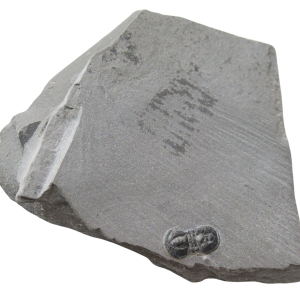 Peronopsis interstrictus Trilobite For Sale Genuine Fossils 40
