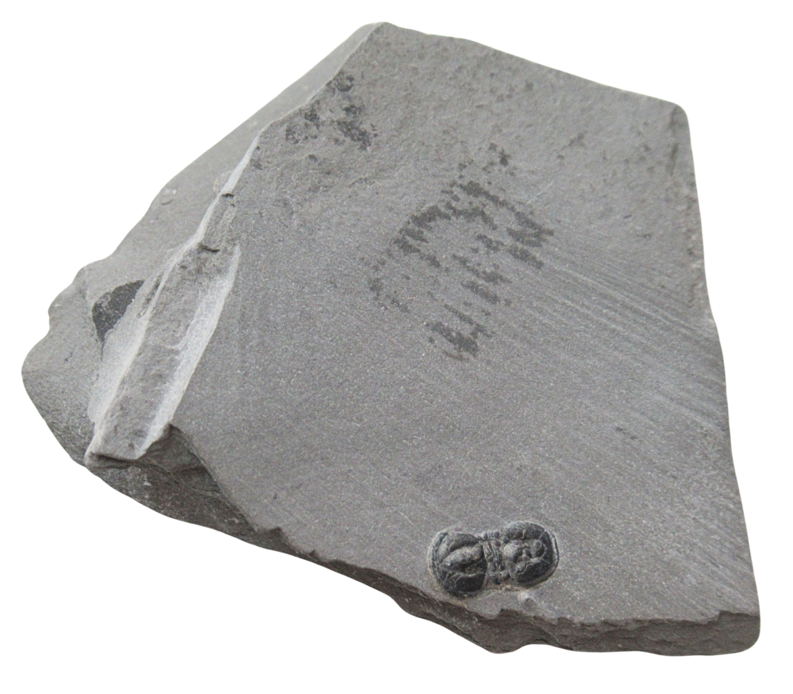 Peronopsis interstrictus Trilobite For Sale Genuine Fossils 40 | Fossils for Sale Peronopsis interstrictus Trilobite For Sale Genuine Fossils 40