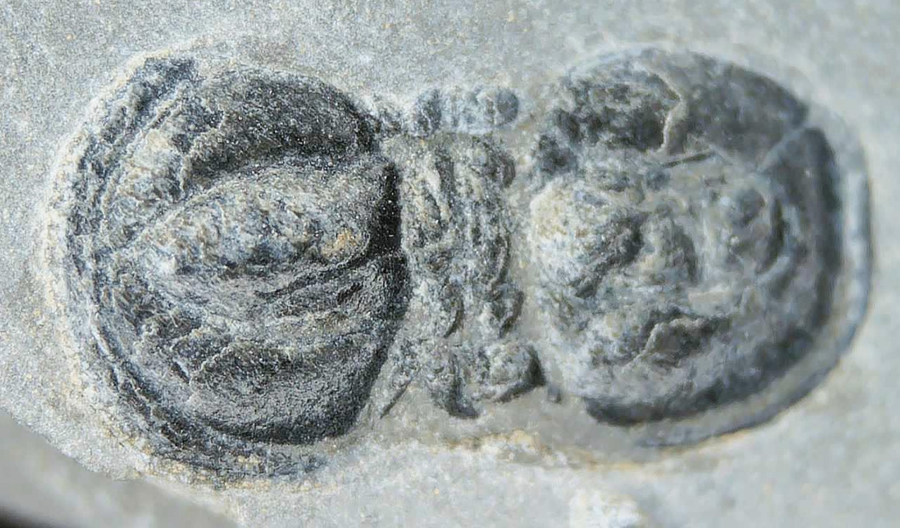 Peronopsis interstrictus Trilobite For Sale Genuine Fossils 40a | Fossils for Sale Peronopsis interstrictus Trilobite For Sale Genuine Fossils 40a