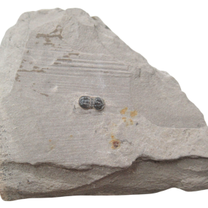Peronopsis interstrictus Trilobite For Sale Genuine Fossils 41