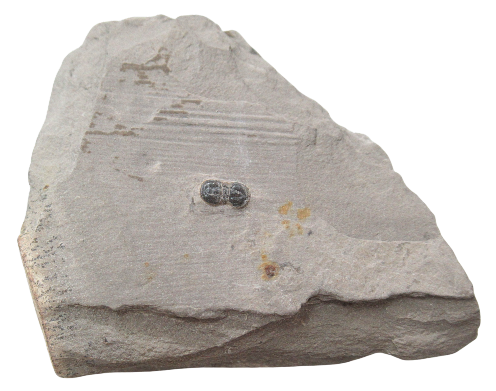 Peronopsis interstrictus Trilobite For Sale Genuine Fossils 41 | Fossils for Sale Peronopsis interstrictus Trilobite For Sale Genuine Fossils 41