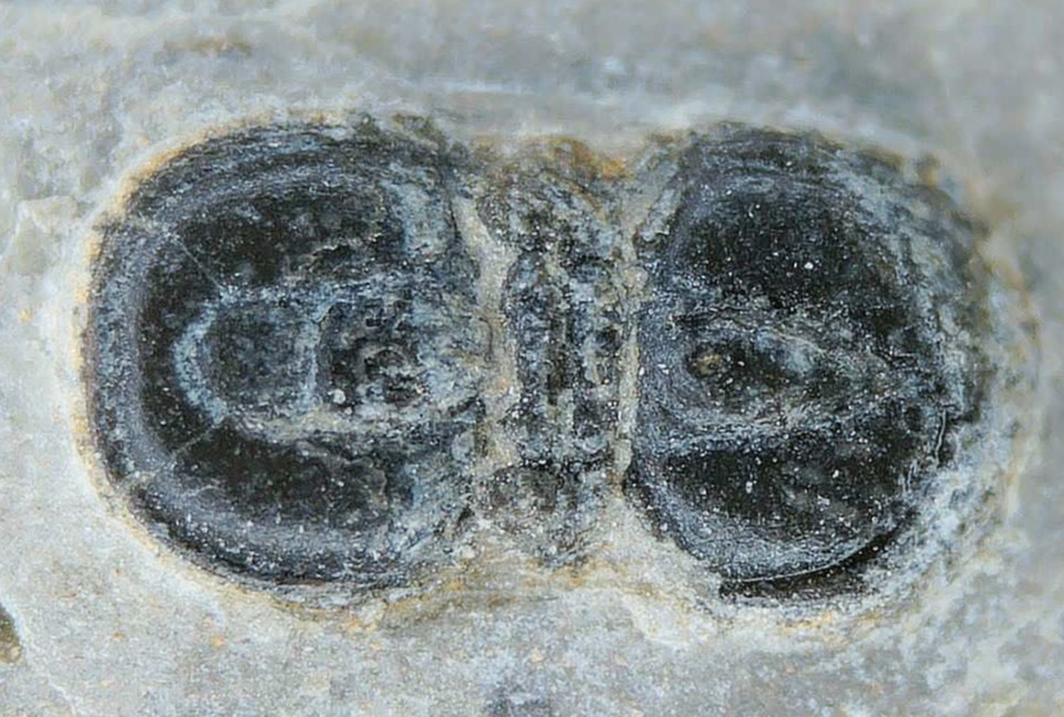 Peronopsis interstrictus Trilobite For Sale Genuine Fossils 41a | Fossils for Sale Peronopsis interstrictus Trilobite For Sale Genuine Fossils 41a