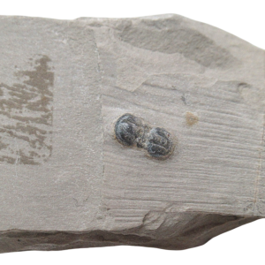 Peronopsis interstrictus Trilobite For Sale Genuine Fossils 42