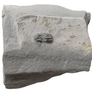 Peronopsis interstrictus Trilobite For Sale Genuine Fossils 43