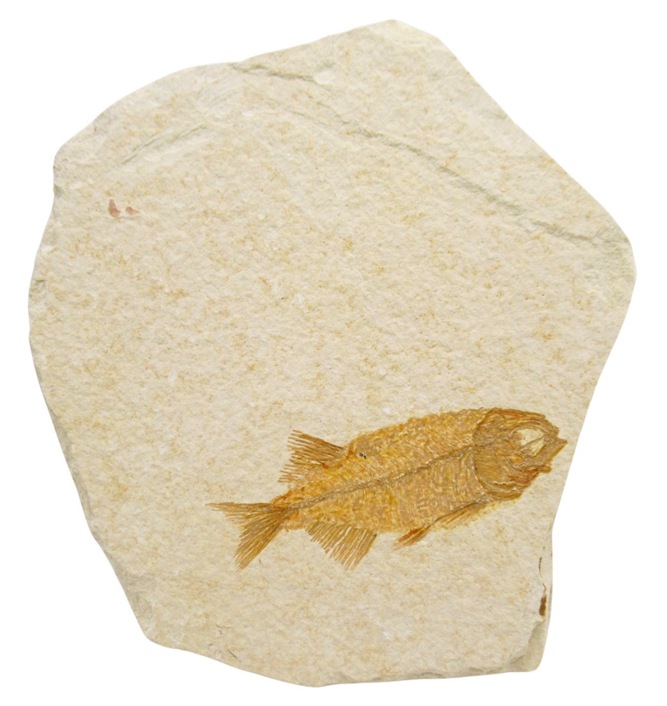 Phareodus Fish Fossil For Sale Genuine Eocene Fossils 1 | Fossils for Sale Phareodus Fish Fossil For Sale Genuine Eocene Fossils 1