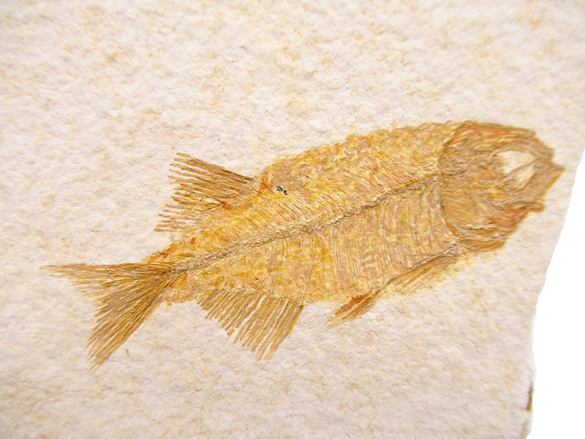 Phareodus Fish Fossil For Sale Genuine Eocene Fossils 1a | Fossils for Sale Phareodus Fish Fossil For Sale Genuine Eocene Fossils 1a