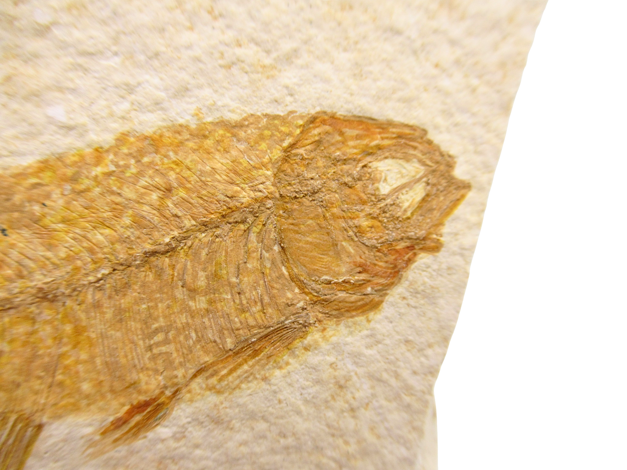 Phareodus Fish Fossil For Sale Genuine Eocene Fossils 1b | Fossils for Sale Phareodus Fish Fossil For Sale Genuine Eocene Fossils 1b