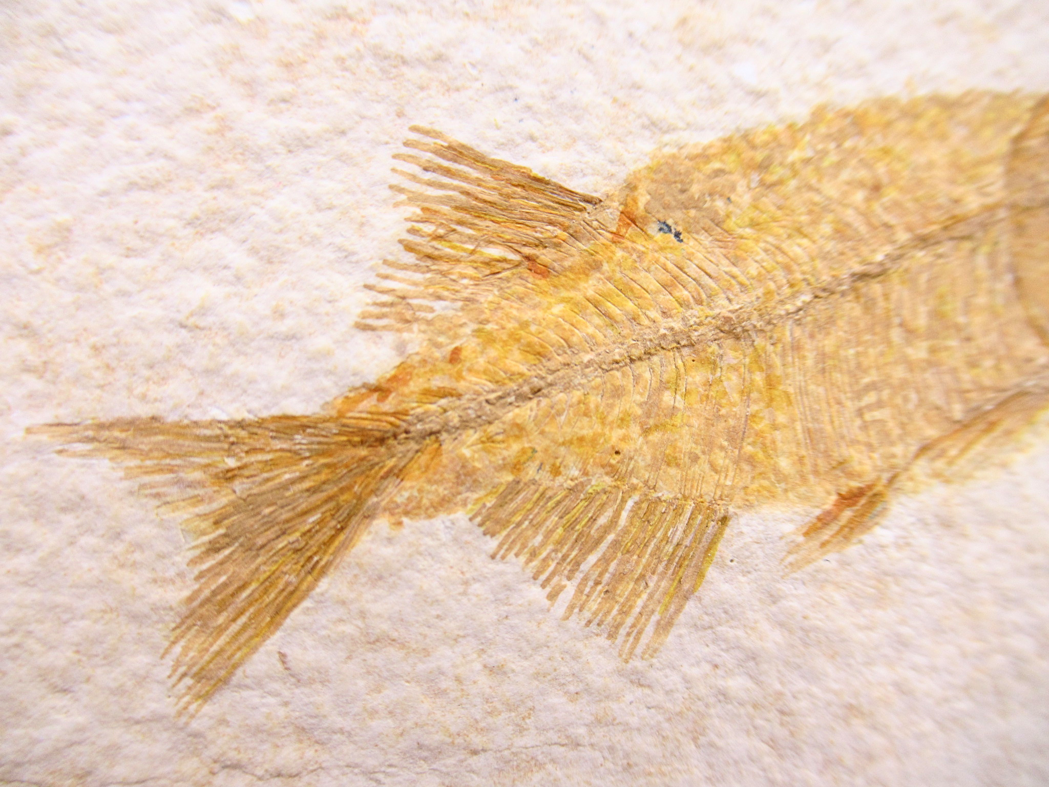 Phareodus Fish Fossil For Sale Genuine Eocene Fossils 1c | Fossils for Sale Phareodus Fish Fossil For Sale Genuine Eocene Fossils 1c