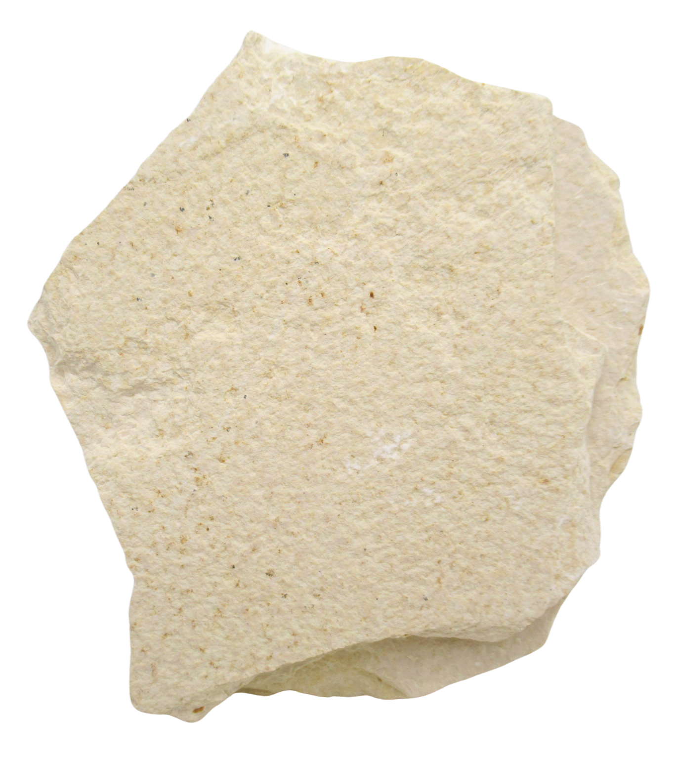Phareodus Fish Fossil For Sale Genuine Eocene Fossils 1d | Fossils for Sale Phareodus Fish Fossil For Sale Genuine Eocene Fossils 1d
