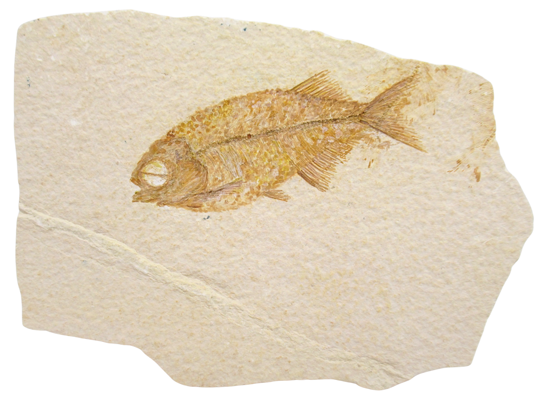 Phareodus Fish Fossil For Sale Genuine Eocene Fossils 2 | Fossils for Sale Phareodus Fish Fossil For Sale Genuine Eocene Fossils 2