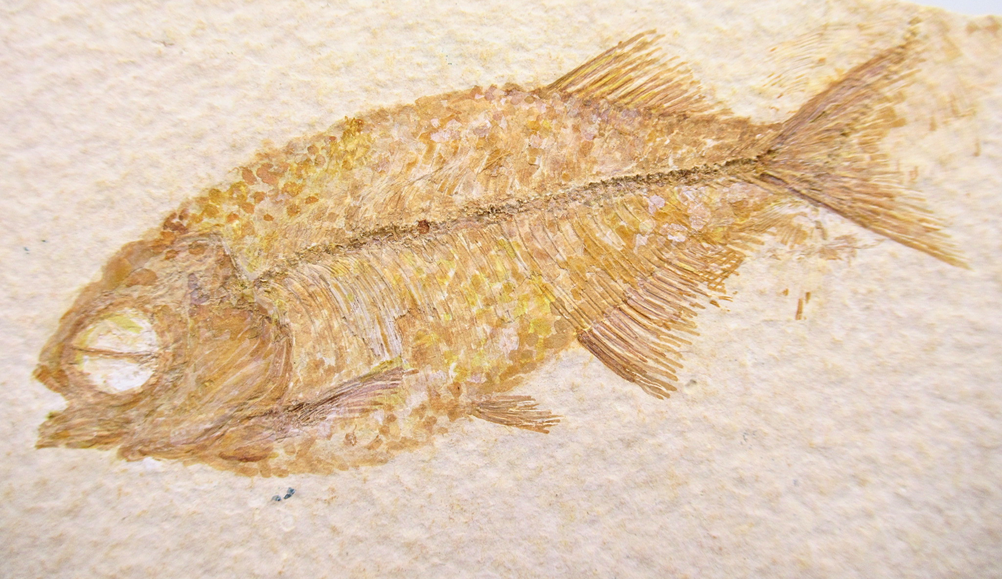 Phareodus Fish Fossil For Sale Genuine Eocene Fossils 2a | Fossils for Sale Phareodus Fish Fossil For Sale Genuine Eocene Fossils 2a