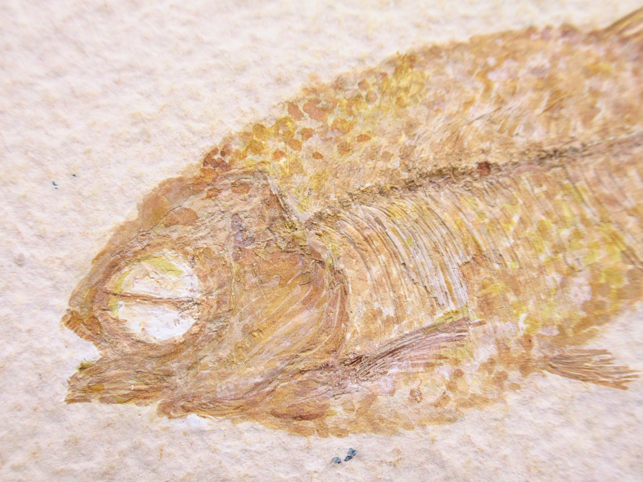 Phareodus Fish Fossil For Sale Genuine Eocene Fossils 2b | Fossils for Sale Phareodus Fish Fossil For Sale Genuine Eocene Fossils 2b