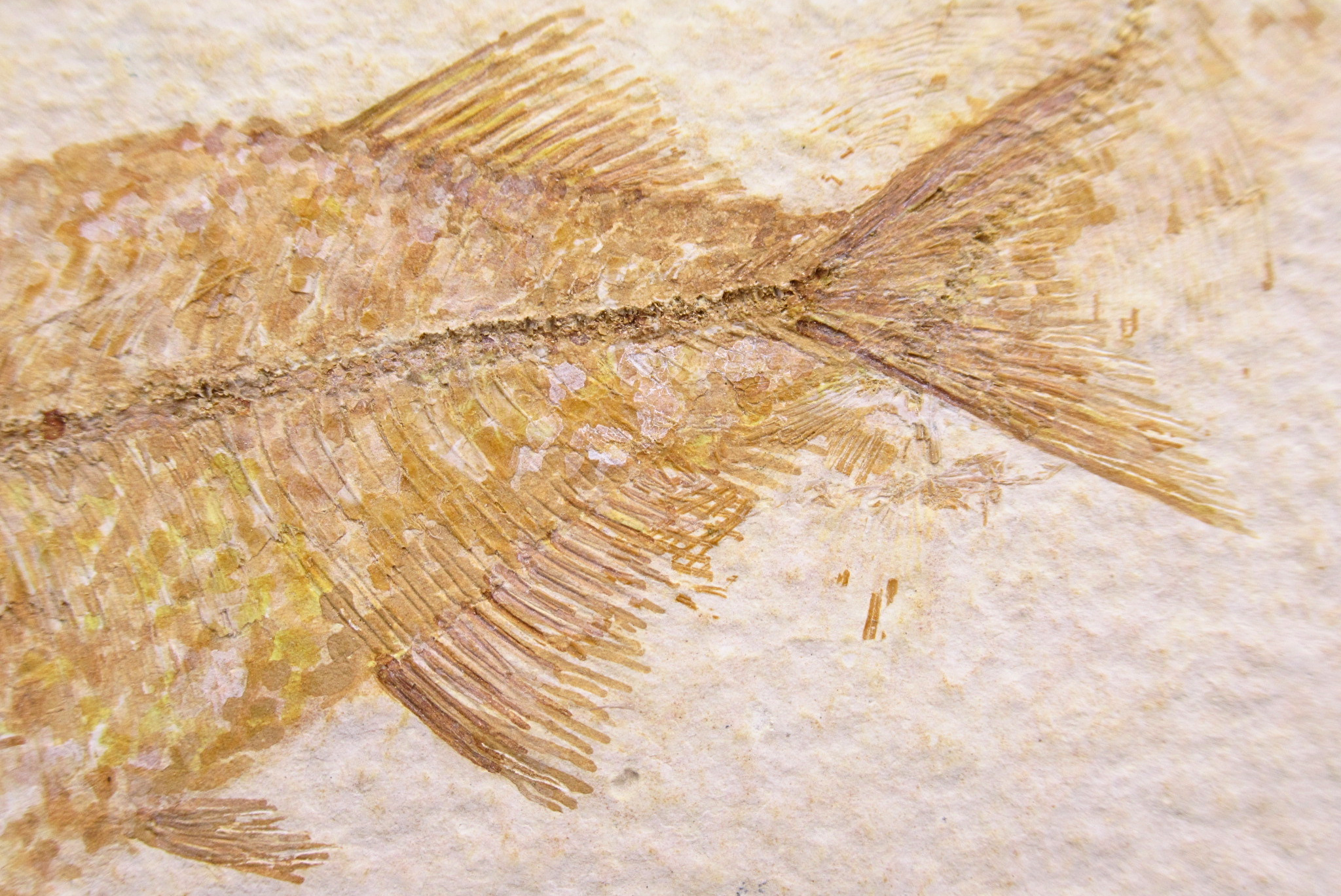 Phareodus Fish Fossil For Sale Genuine Eocene Fossils 2c | Fossils for Sale Phareodus Fish Fossil For Sale Genuine Eocene Fossils 2c