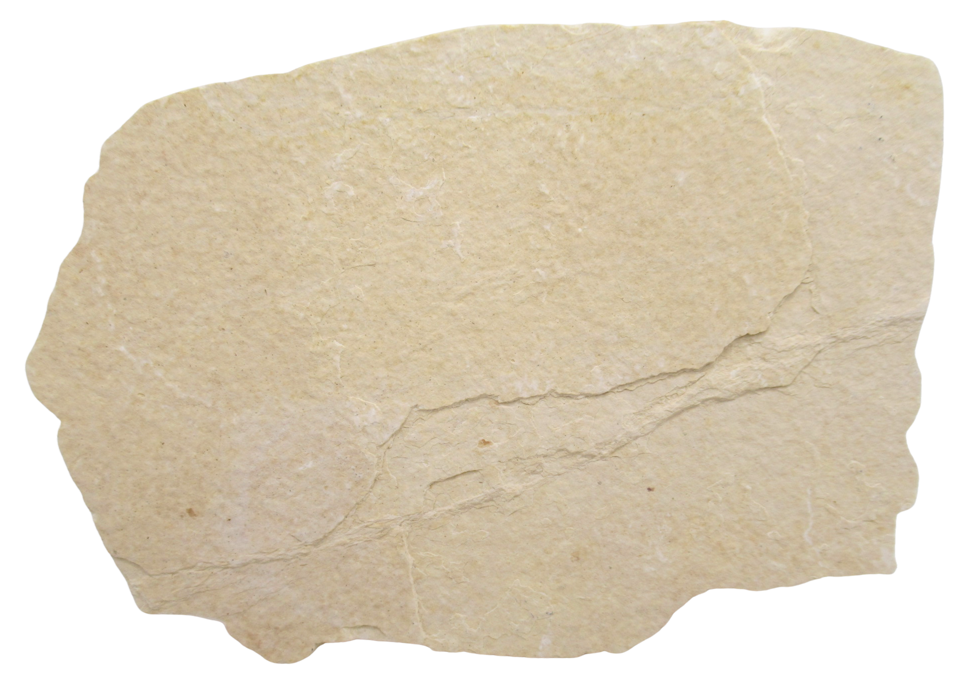 Phareodus Fish Fossil For Sale Genuine Eocene Fossils 2d | Fossils for Sale Phareodus Fish Fossil For Sale Genuine Eocene Fossils 2d