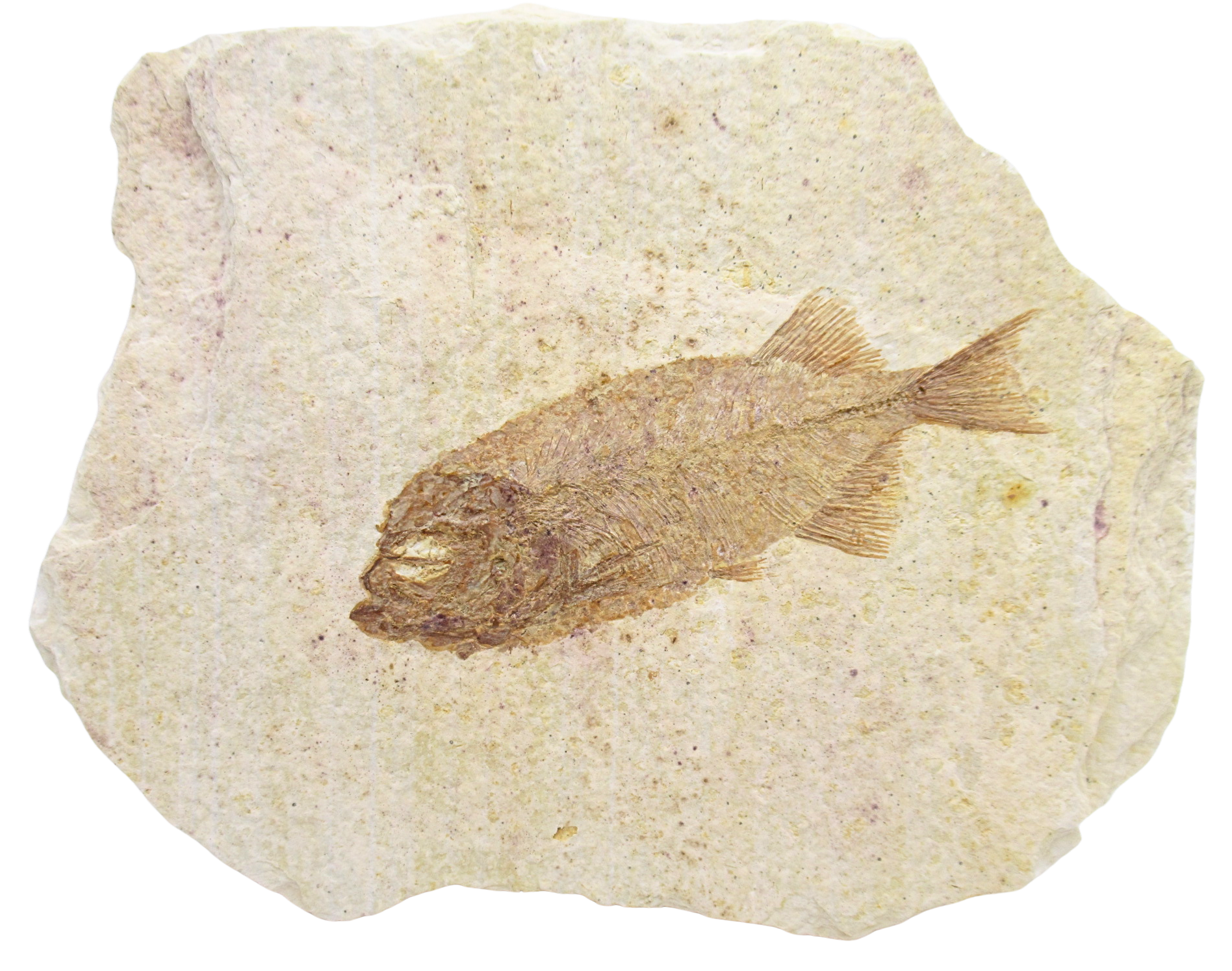Phareodus Fish Fossil For Sale Genuine Eocene Fossils 3 | Fossils for Sale Phareodus Fish Fossil For Sale Genuine Eocene Fossils 3