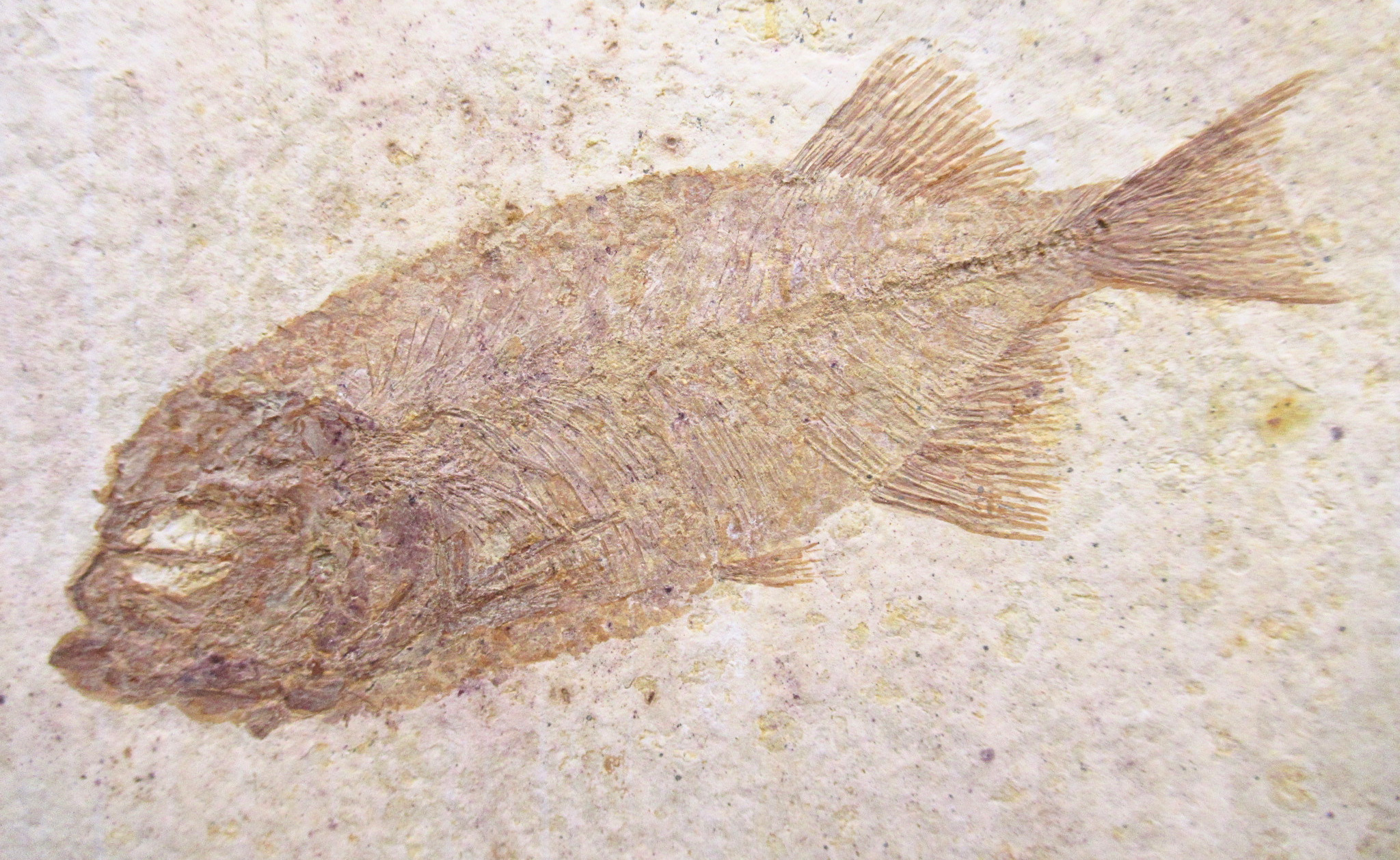 Phareodus Fish Fossil For Sale Genuine Eocene Fossils 3a | Fossils for Sale Phareodus Fish Fossil For Sale Genuine Eocene Fossils 3a