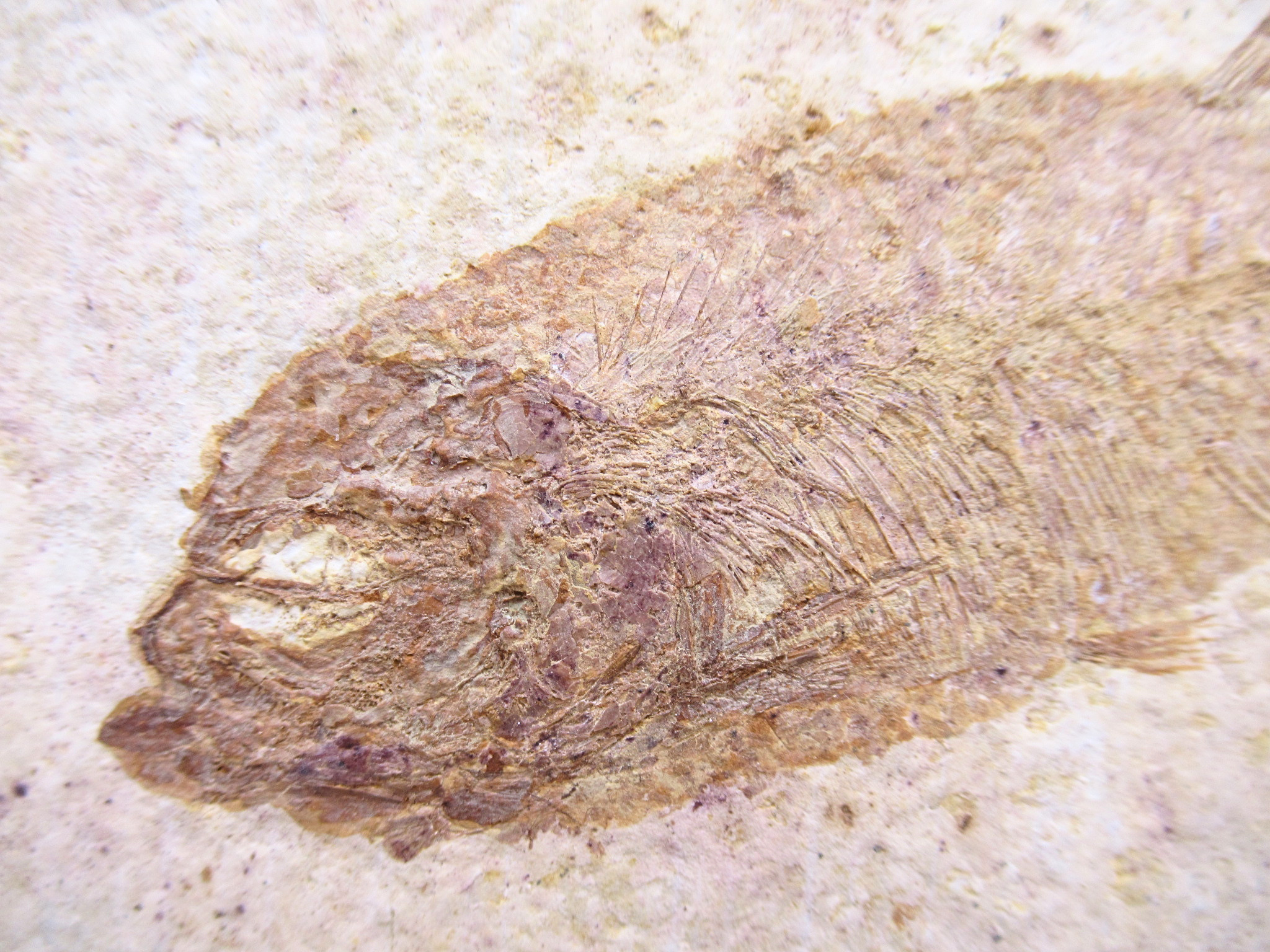 Phareodus Fish Fossil For Sale Genuine Eocene Fossils 3b | Fossils for Sale Phareodus Fish Fossil For Sale Genuine Eocene Fossils 3b