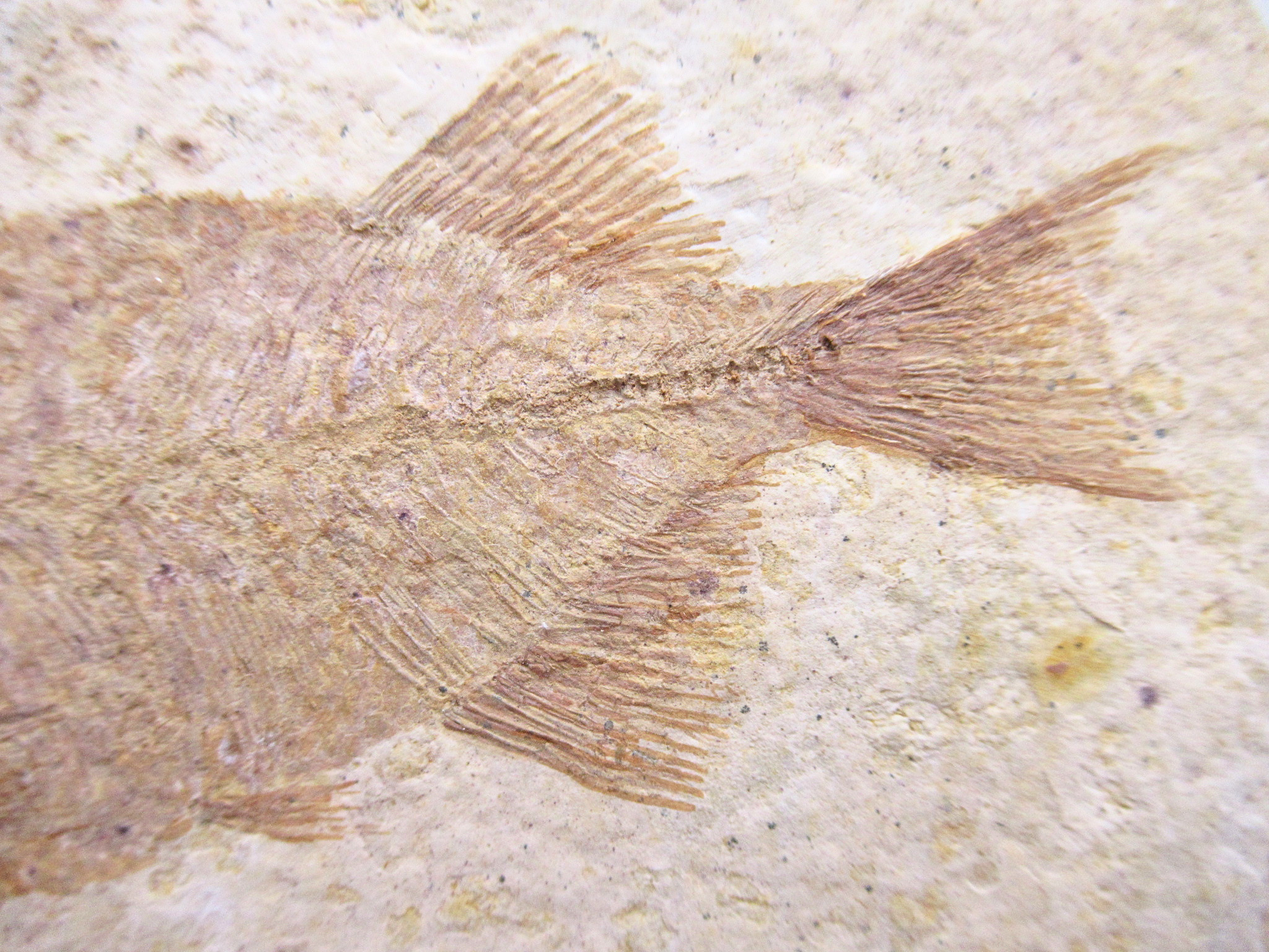 Phareodus Fish Fossil For Sale Genuine Eocene Fossils 3c | Fossils for Sale Phareodus Fish Fossil For Sale Genuine Eocene Fossils 3c