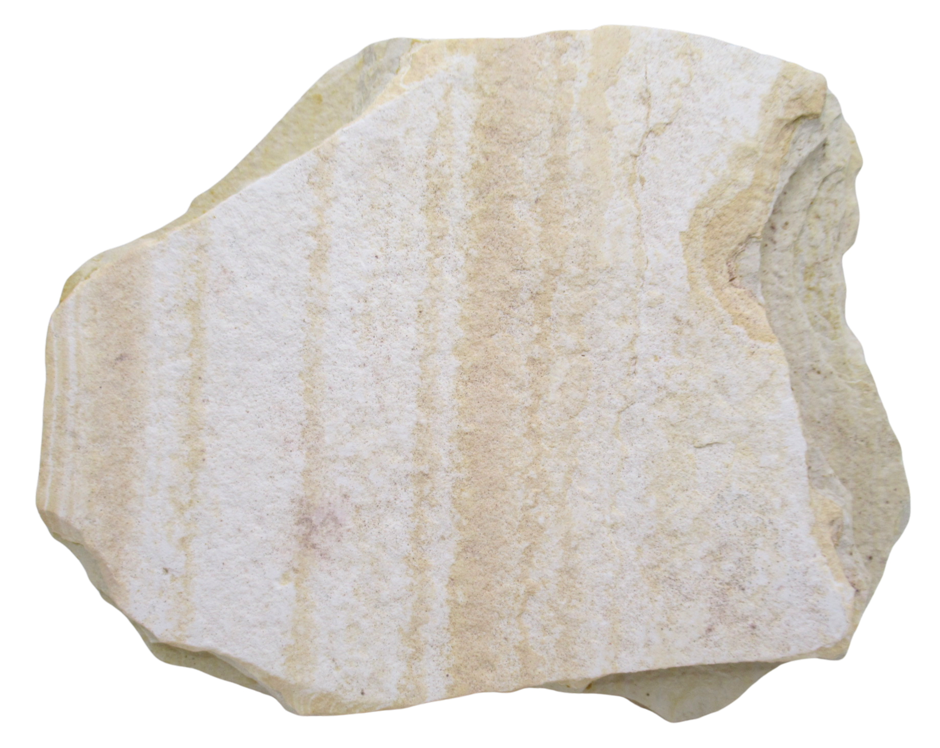 Phareodus Fish Fossil For Sale Genuine Eocene Fossils 3d | Fossils for Sale Phareodus Fish Fossil For Sale Genuine Eocene Fossils 3d