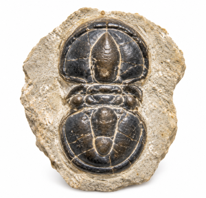 Polished Trilobite Fossil Specimen | Fossils for Sale Peronopsis interstrictus Trilobite For Sale